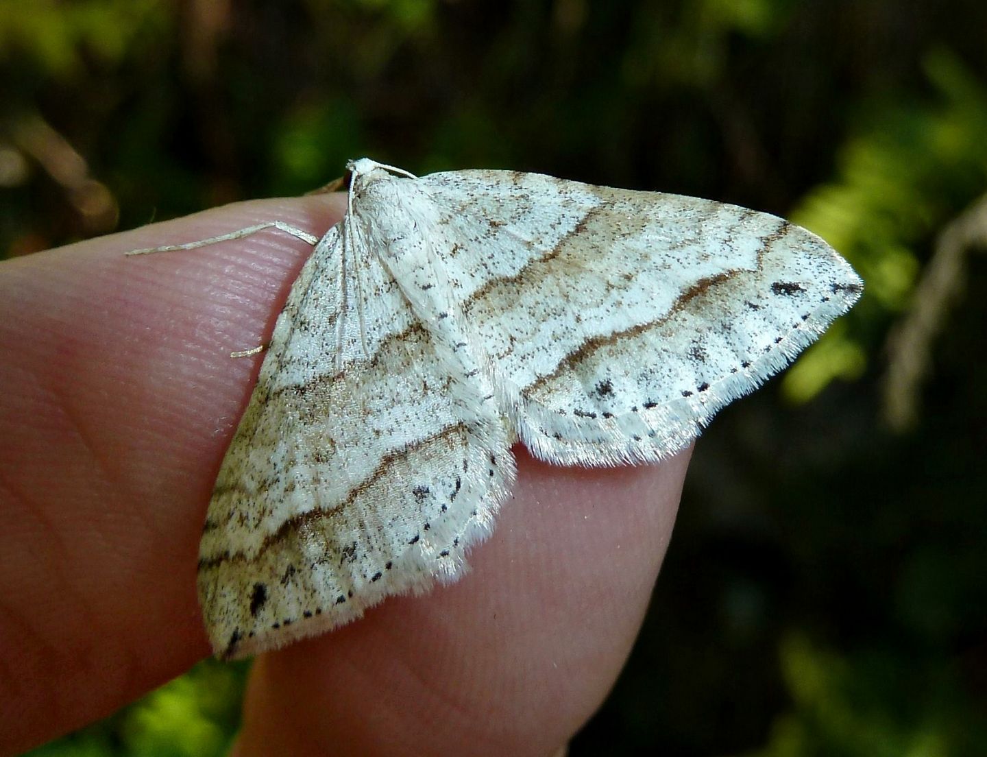 Mesotype parallelolineata? No, Camptogramma bilineata (Geometridae)